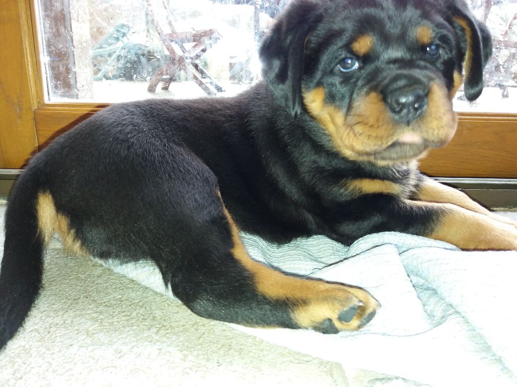 des Gardiens d'Elmax - Chiots disponibles - Rottweiler