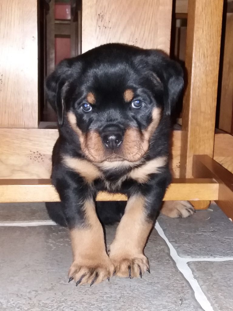 des Gardiens d'Elmax - Chiots disponibles - Rottweiler